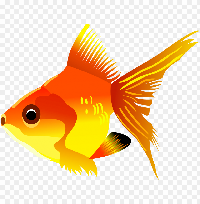 Colorful goldfish with vibrant orange and yellow scales swimming gracefully PNG