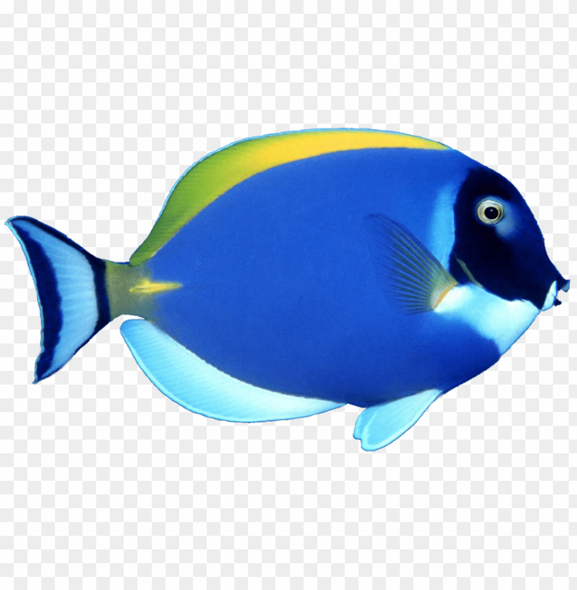 Vibrant blue fish with yellow stripe swimming gracefully PNG