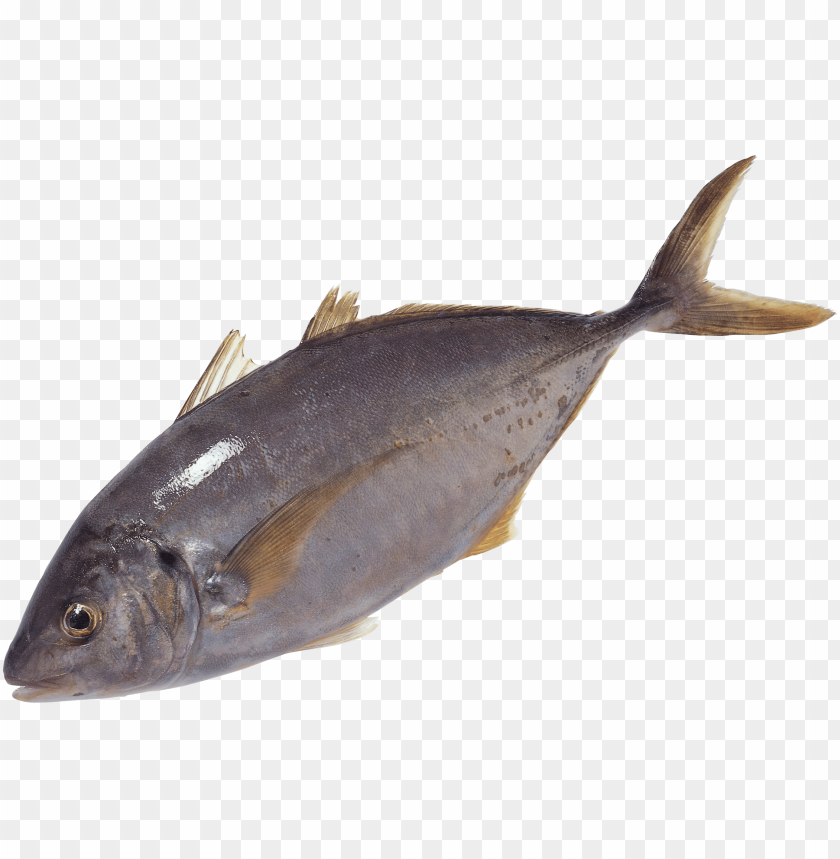 Realistic illustration of a silver fish on a transparent background PNG