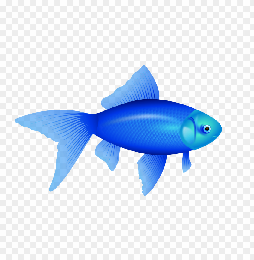 A vibrant blue fish with flowing fins swimming gracefully PNG