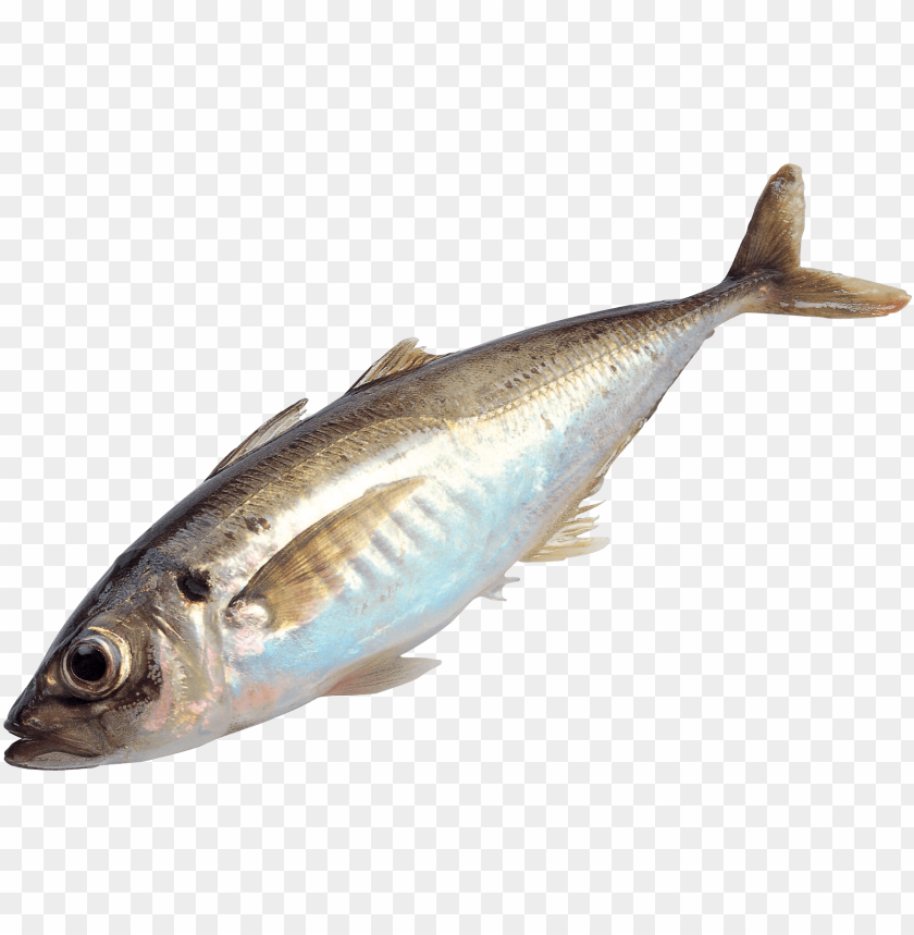 Side view of a silver fish with a streamlined body and large eye PNG