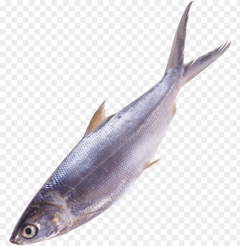 Silver fish with a streamlined body on a transparent background PNG