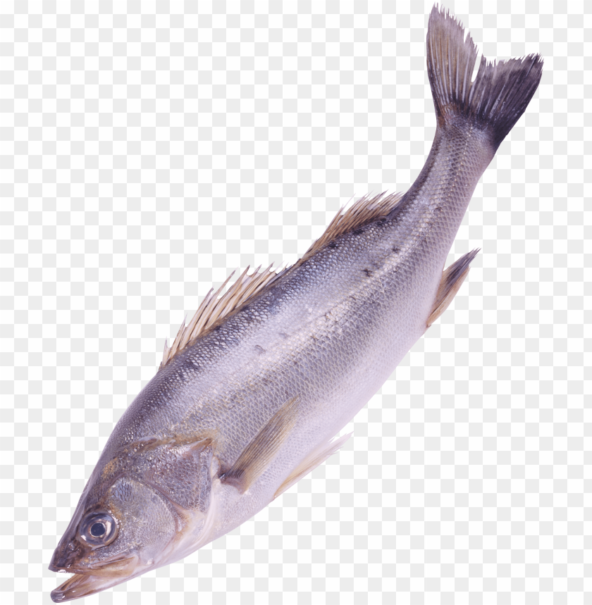 Realistic image of a fresh fish with smooth scales and fins PNG