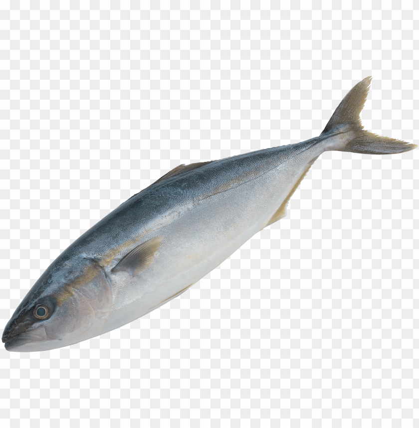 Realistic image of a fresh fish with a sleek body and fins PNG