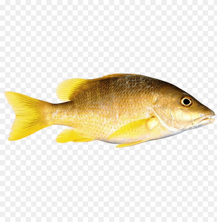 Yellow fish PNG, tropical, swimming