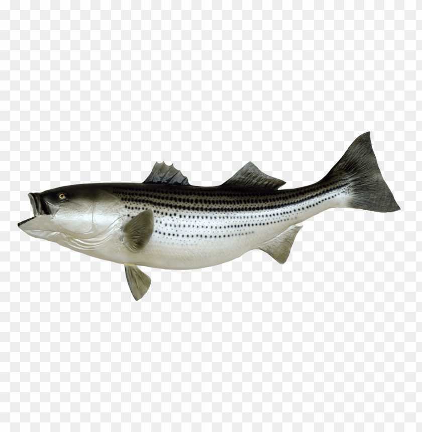 Striped bass PNG, fresh fish, aquatic, silver