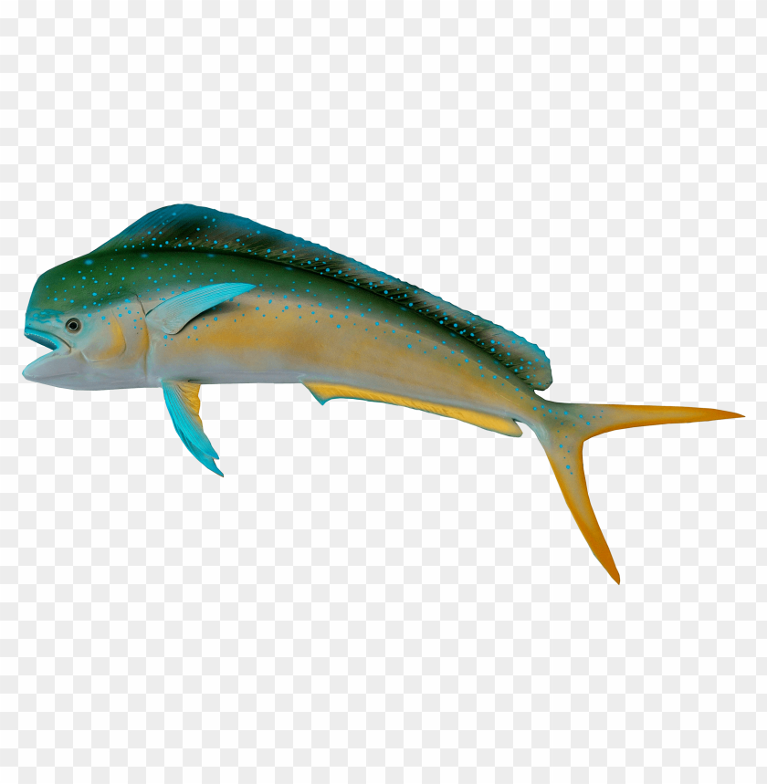 Mahi-mahi PNG, tropical fish, colorful, vibrant