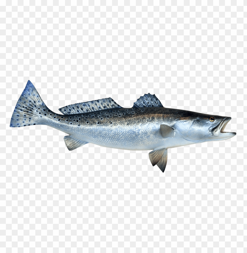 Silver fish PNG, aquatic, fresh, swimming