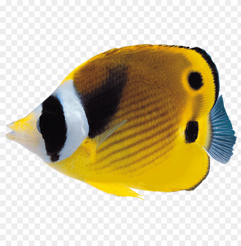 tropical fish, yellow fish, marine life, aquatic animal, colorful fish, reef fish, fish with spots