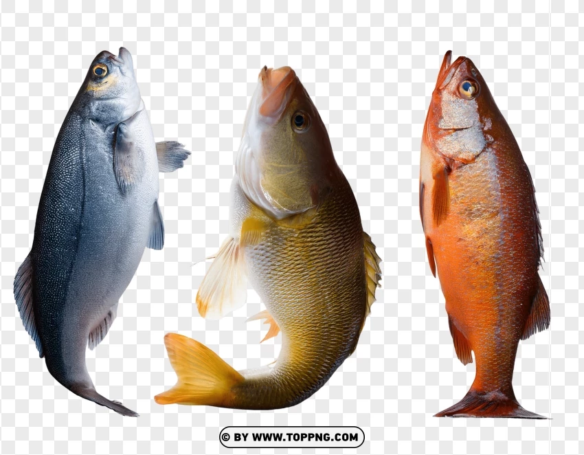 Collection Of Displayed Fish In Vertical Poses PNG Transparent Background