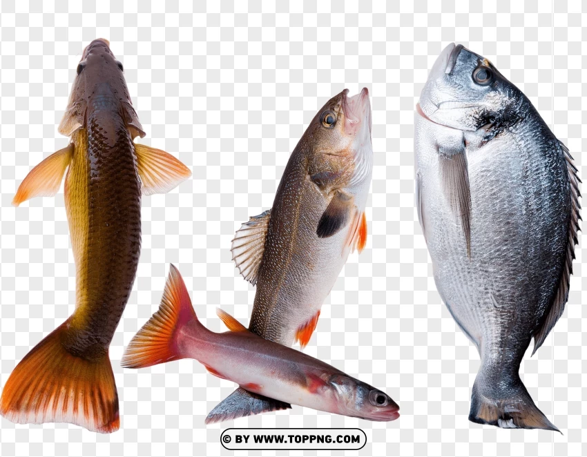 Set Of Fish Species In Natural Display Poses PNG Transparent Background