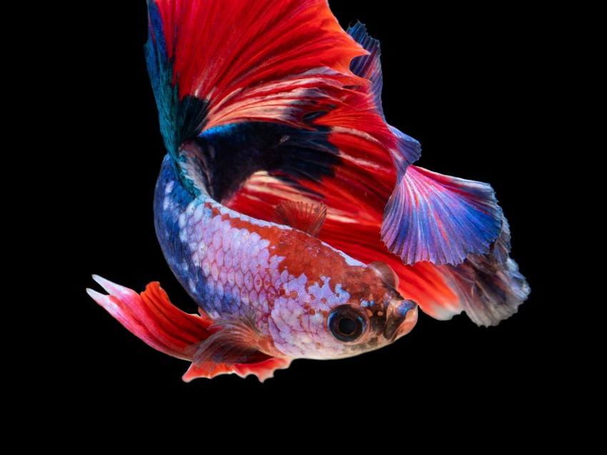 Fish Aquarium Red Dark Background