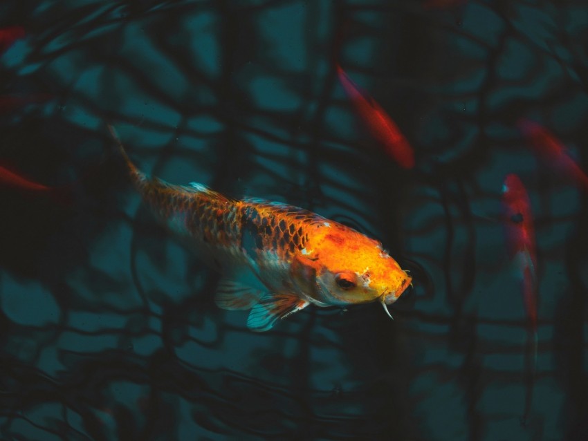 Fish Carp Koi Aquarium Background