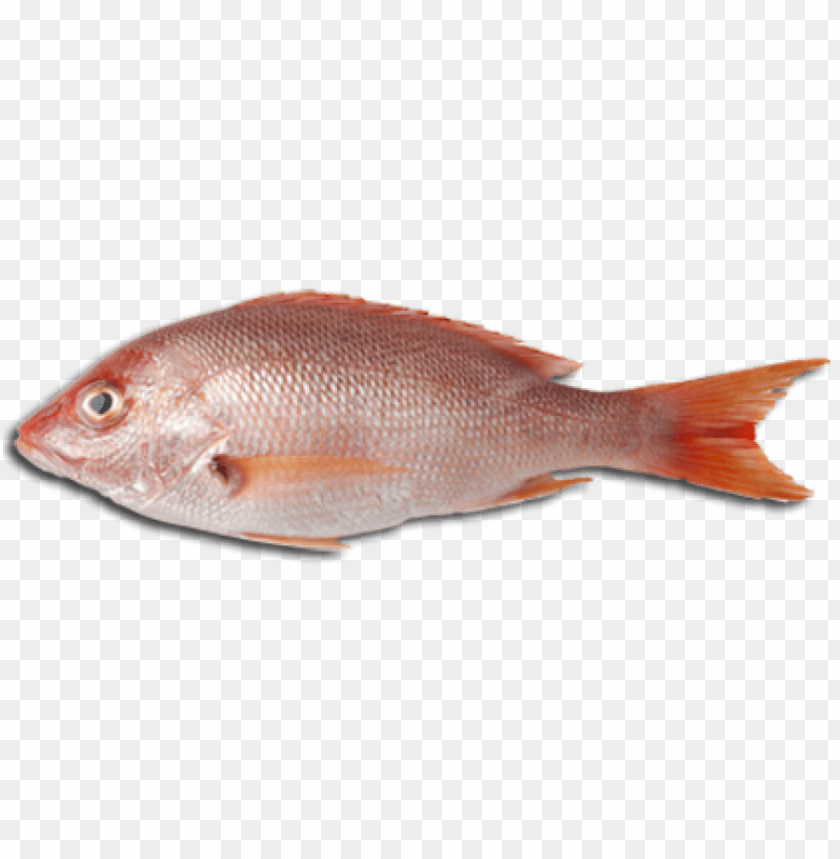 fish meat png, fish,png,fishme