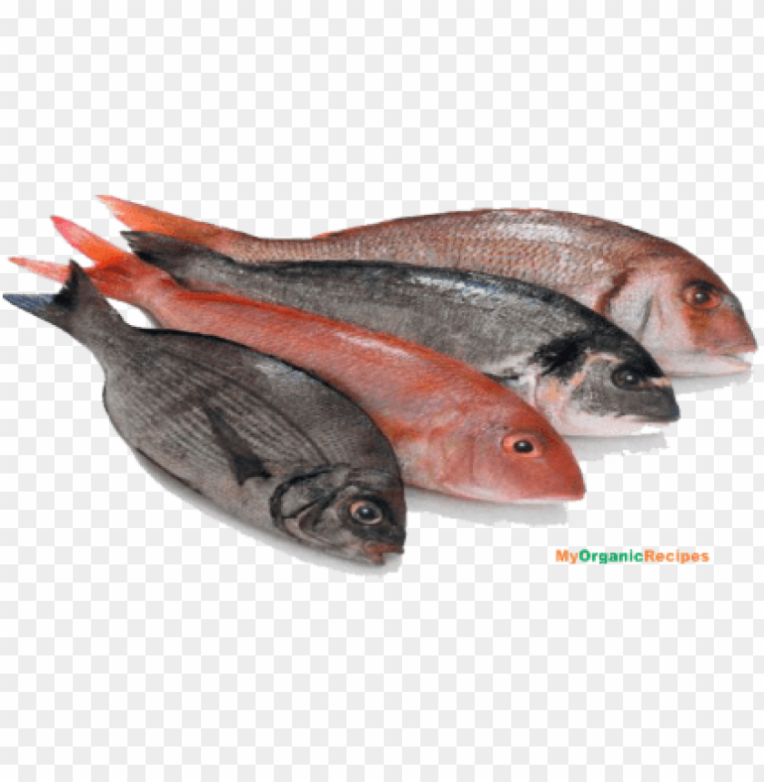 fish meat png, fish,png,fishme