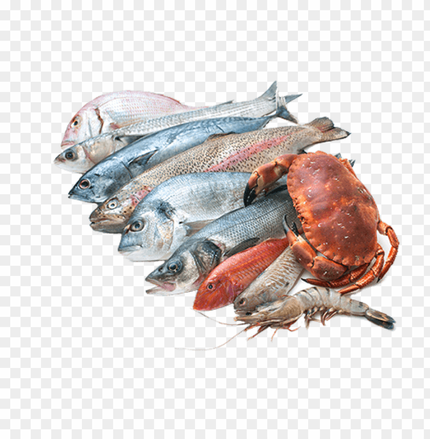 fish meat png, fish,png,fishme