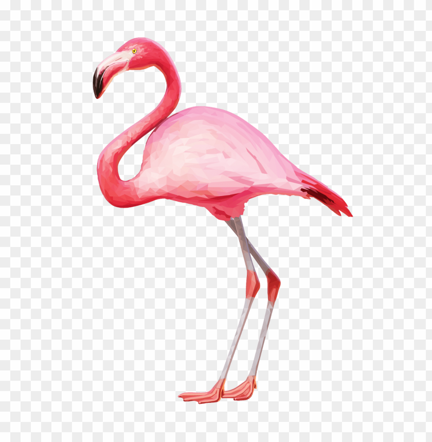 flamingo png,flamingo,flamingo transparent background,flamingo file png,flamingo clipart,flamingo png images,flamingo png clipart