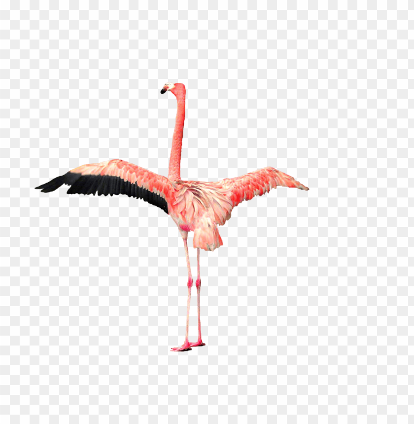 A pink flamingo with wings spread, standing gracefully PNG