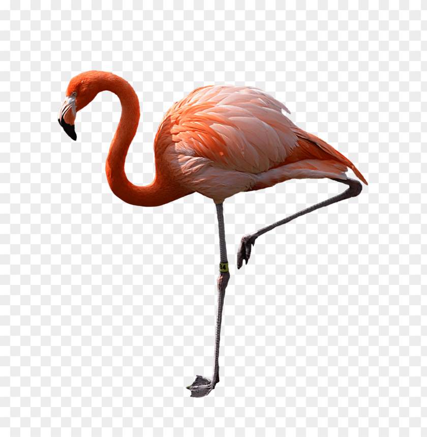 A striking pink flamingo standing on one leg with a graceful pose PNG