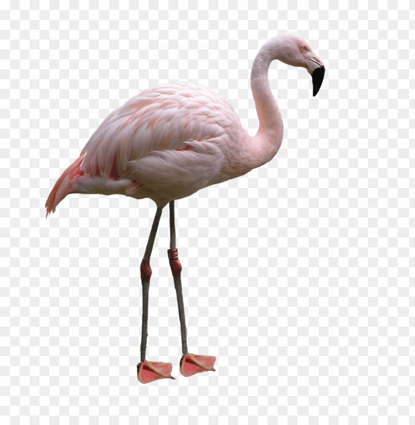 A pink flamingo standing gracefully on one le PNG