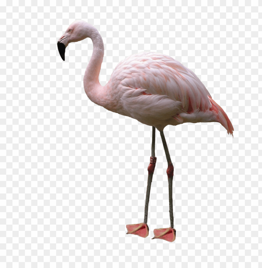 Pink flamingo standing gracefully on long legs PNG