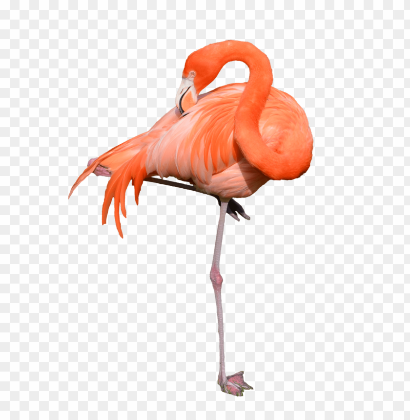 A graceful flamingo standing on one leg, with vibrant orange feathers PNG