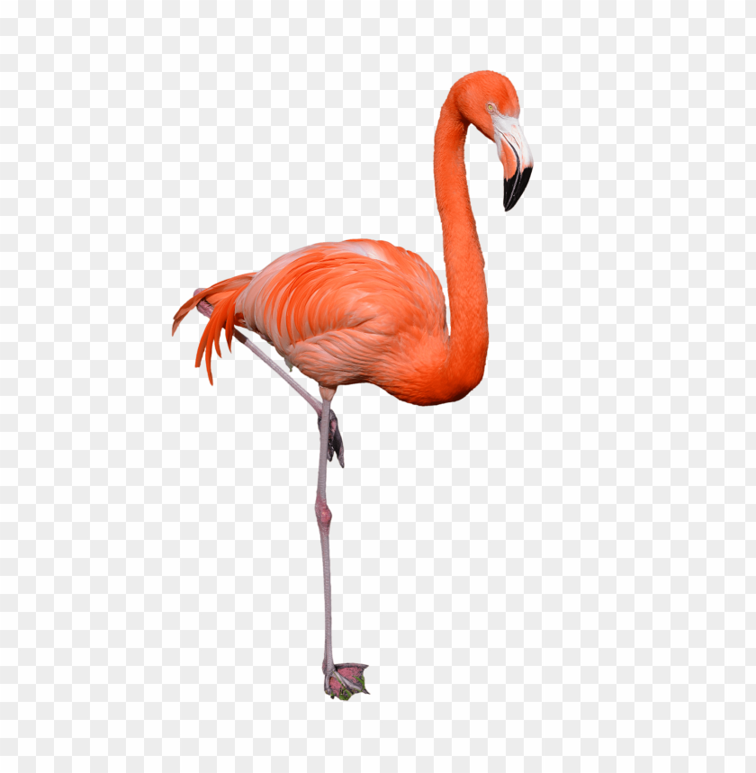 A vibrant orange flamingo standing on one le PNG