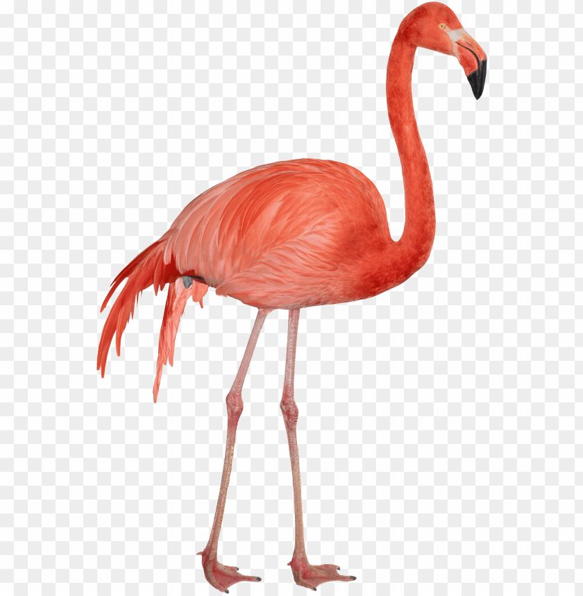 flamingo png,flamingo,flamingo transparent background,flamingo file png,flamingo clipart,flamingo png images,flamingo png clipart