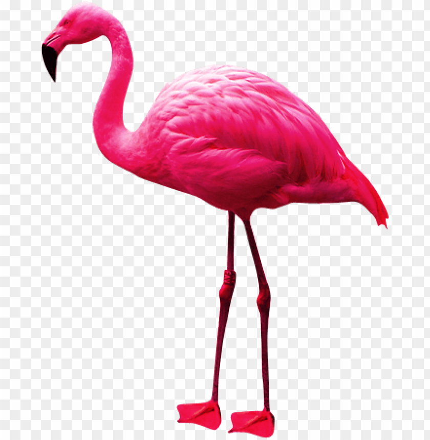 A vibrant pink flamingo standing gracefully on one le PNG