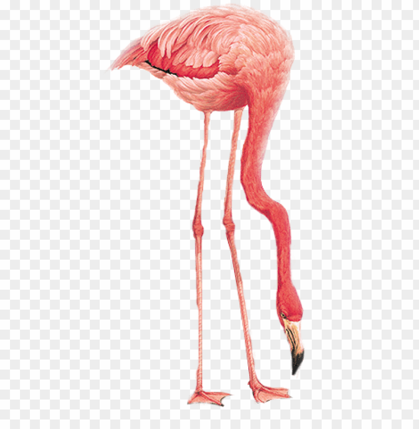 Pink flamingo bending down to feed on the ground PNG