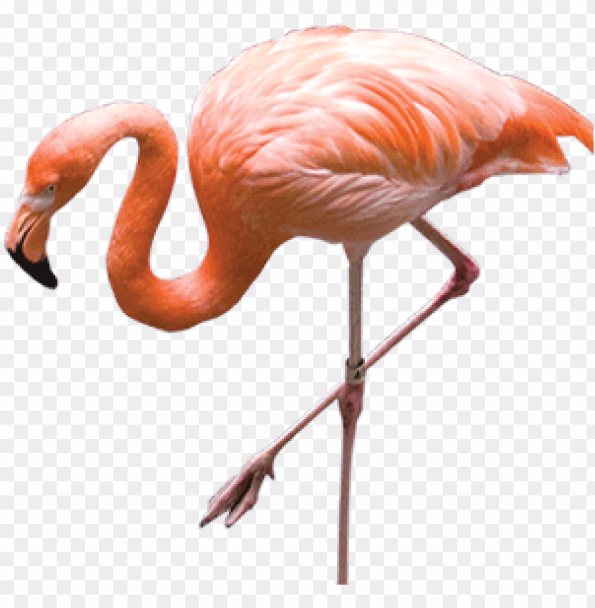 A pink flamingo standing on one leg in a graceful pose PNG