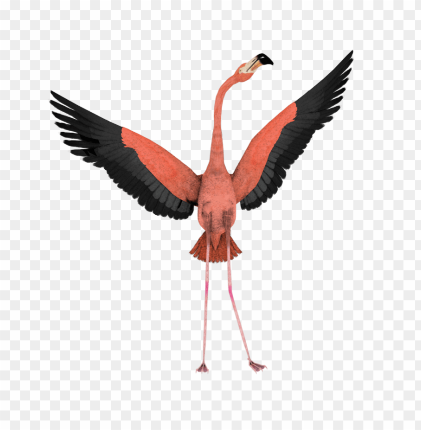 A flamingo with spread wings in vibrant pink and black colors PNG