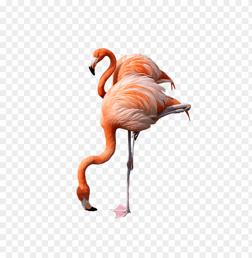 Two pink flamingos standing gracefully on one le PNG