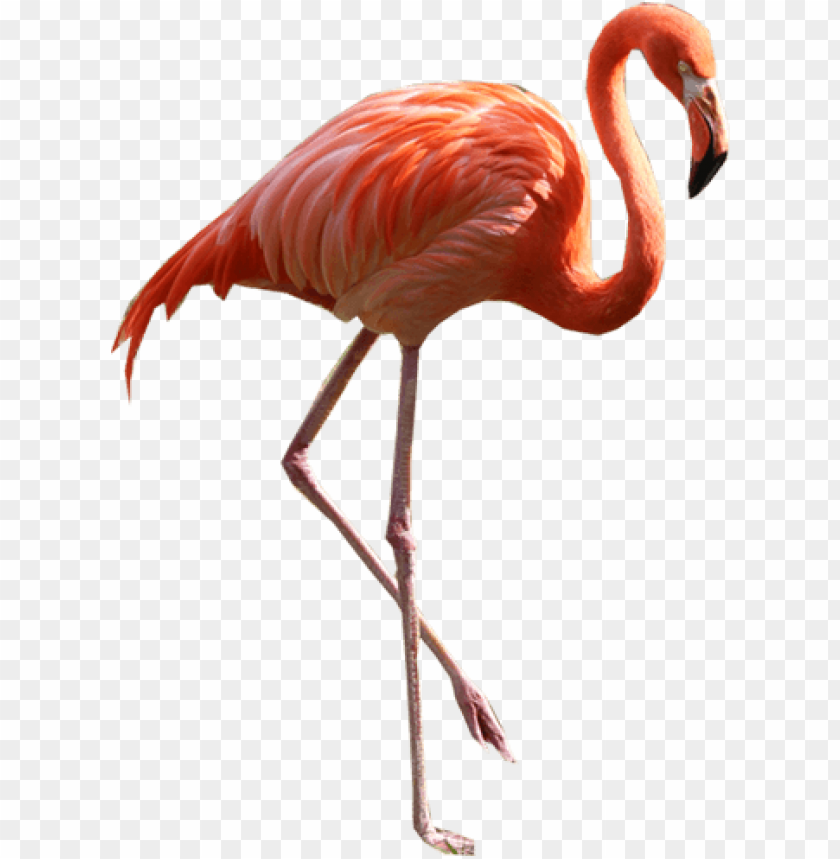 A vibrant pink flamingo standing on one leg against a transparent background PNG