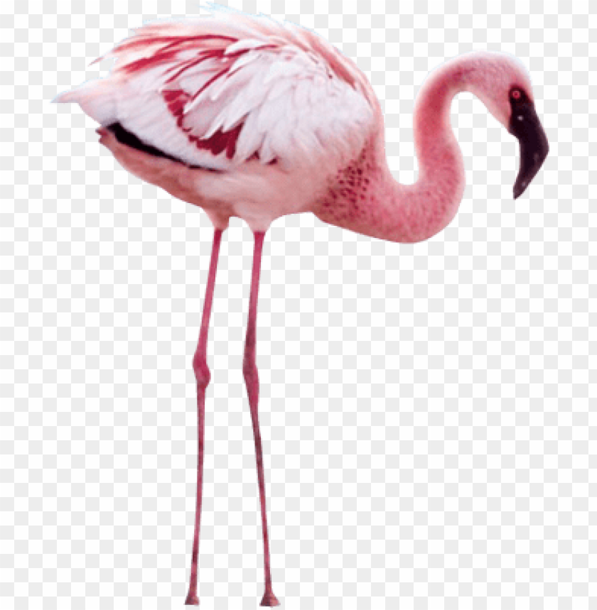 A pink flamingo standing gracefully on long legs PNG