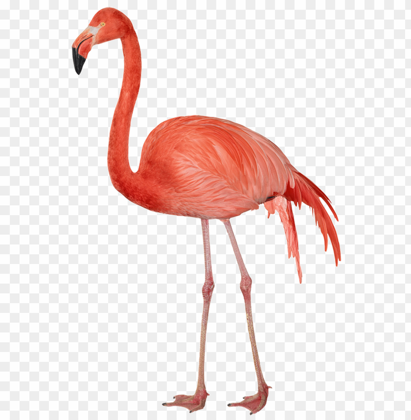 A vibrant pink flamingo standing gracefully on one le PNG