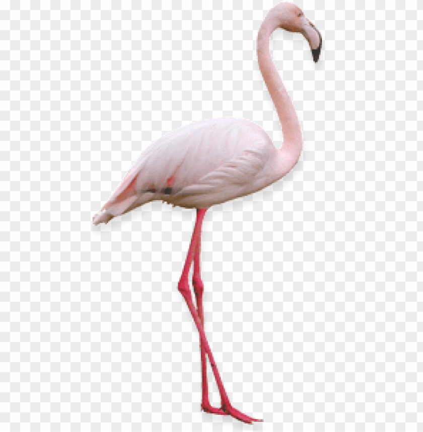 Pink flamingo standing gracefully on one le PNG