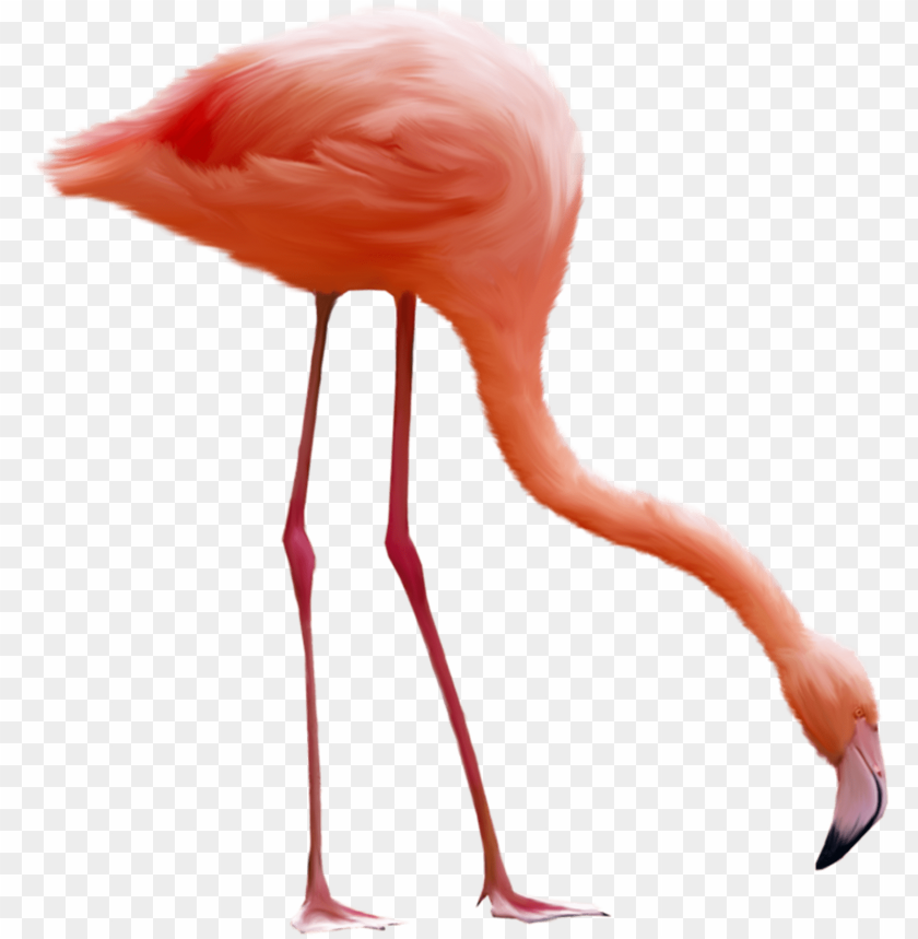 A pink flamingo standing and foraging with its head lowered PNG