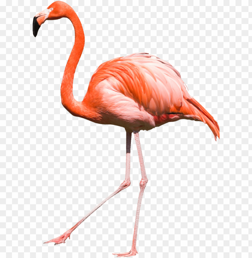 A vibrant pink flamingo walking gracefully on one le PNG