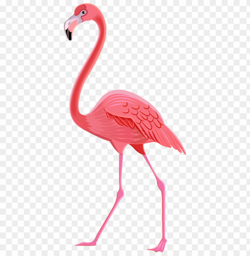 birds png ,bird