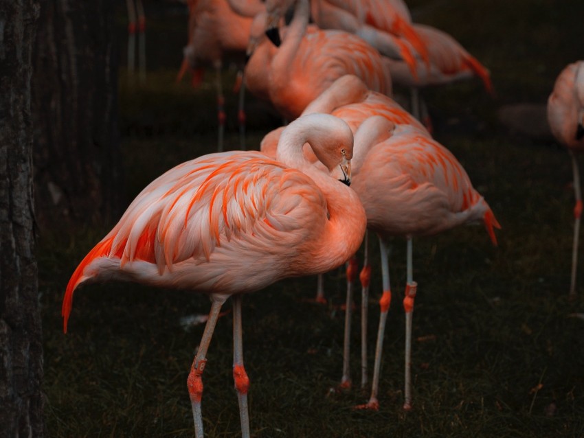 Flamingo Birds Color Feathers Blur Background