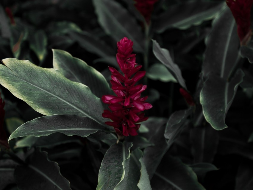 Flamingo Flower Jacobinia Justicia Carnea Flower Petals Leaves Background