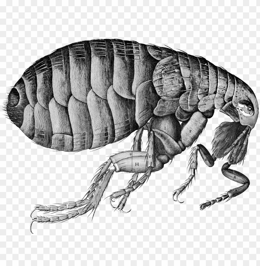 
flea
, 
insects
, 
animal
, 
flightless
