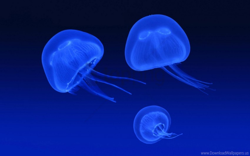 jellyfish, marine life, ocean creatures, blue hues, aquatic animals, transparency, underwater visuals