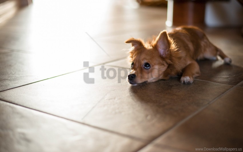 Floor Lying Puppy Wallpaper PNG Transparent Background