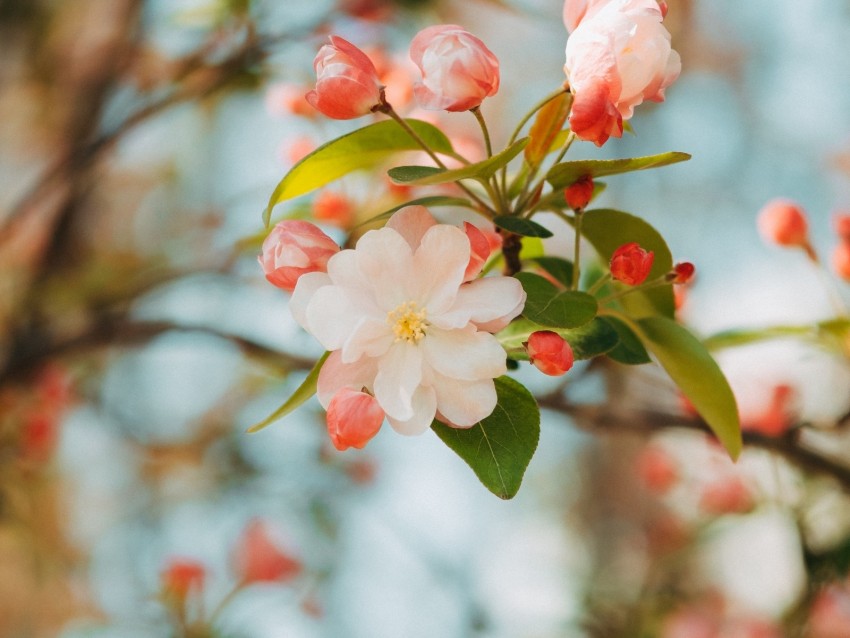 flower, apple, branch, pink, gentle, blooms, spring