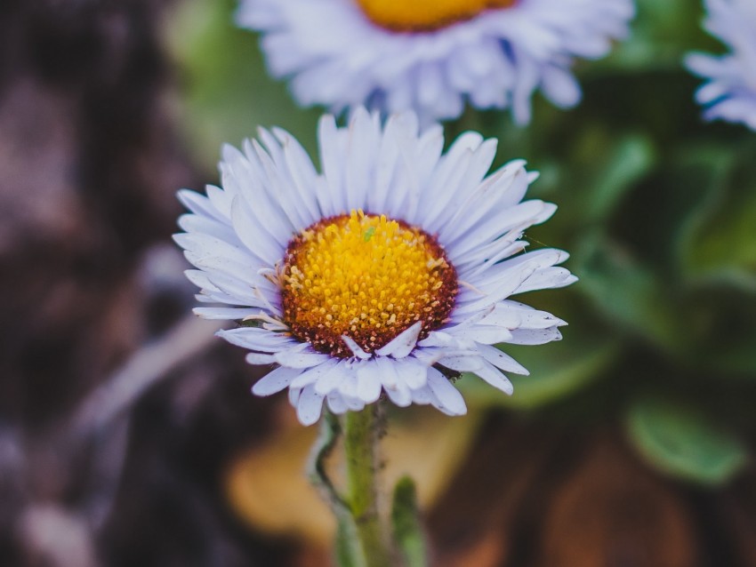 flower, bloom, closeup, plant, macro