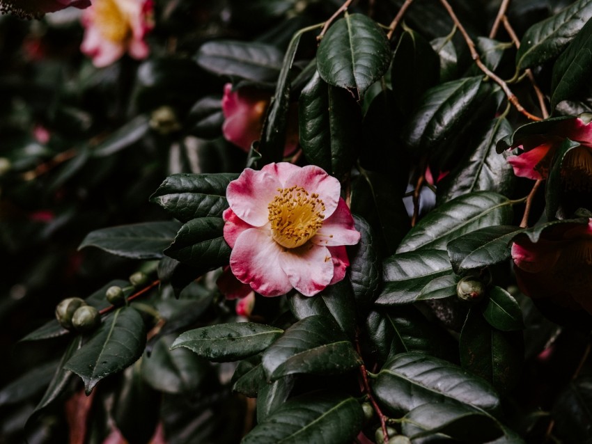 flower, bloom, leaves, branch, macro