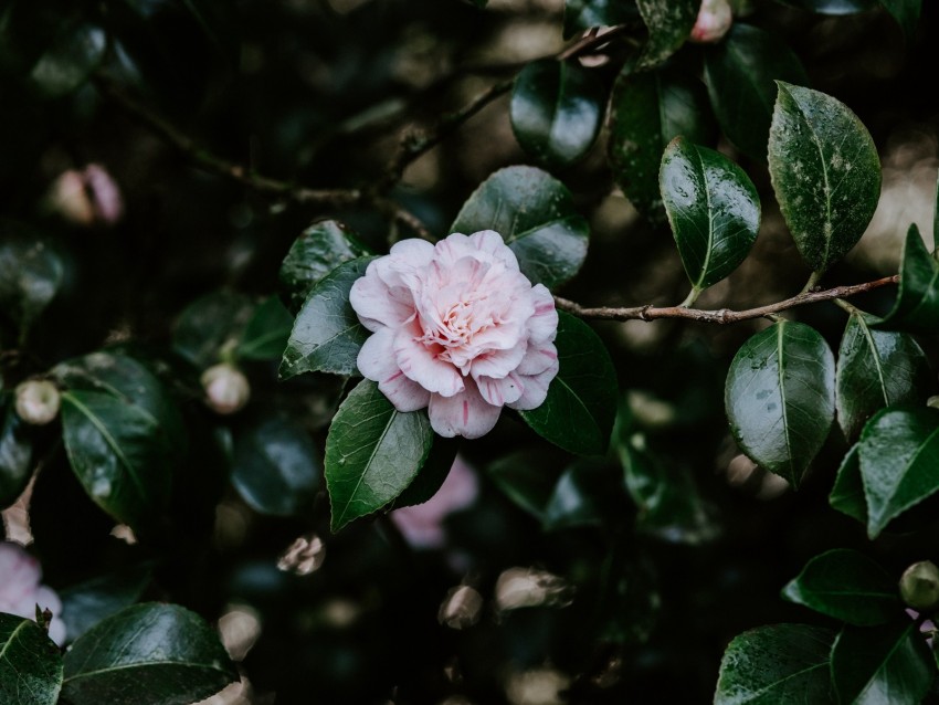 Flower Bloom Leaves Bush Plant Background