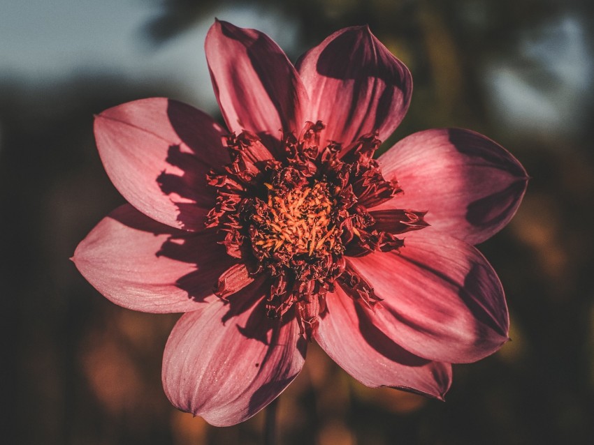 flower, bloom, petals, closeup, blur